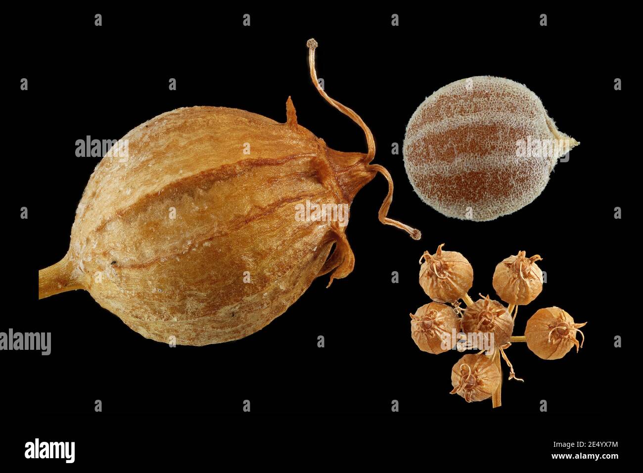Coriandrum sativum, Coriander, Koriander, close up, fruits and seed