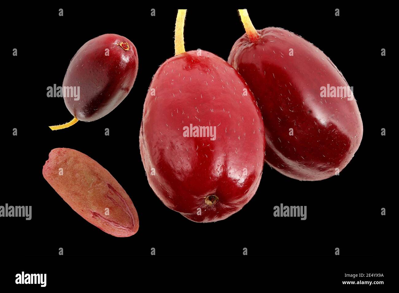 Cornus mas, Cornelian cherry, Kornelkirsche, close up, fruits and seed Stock Photo