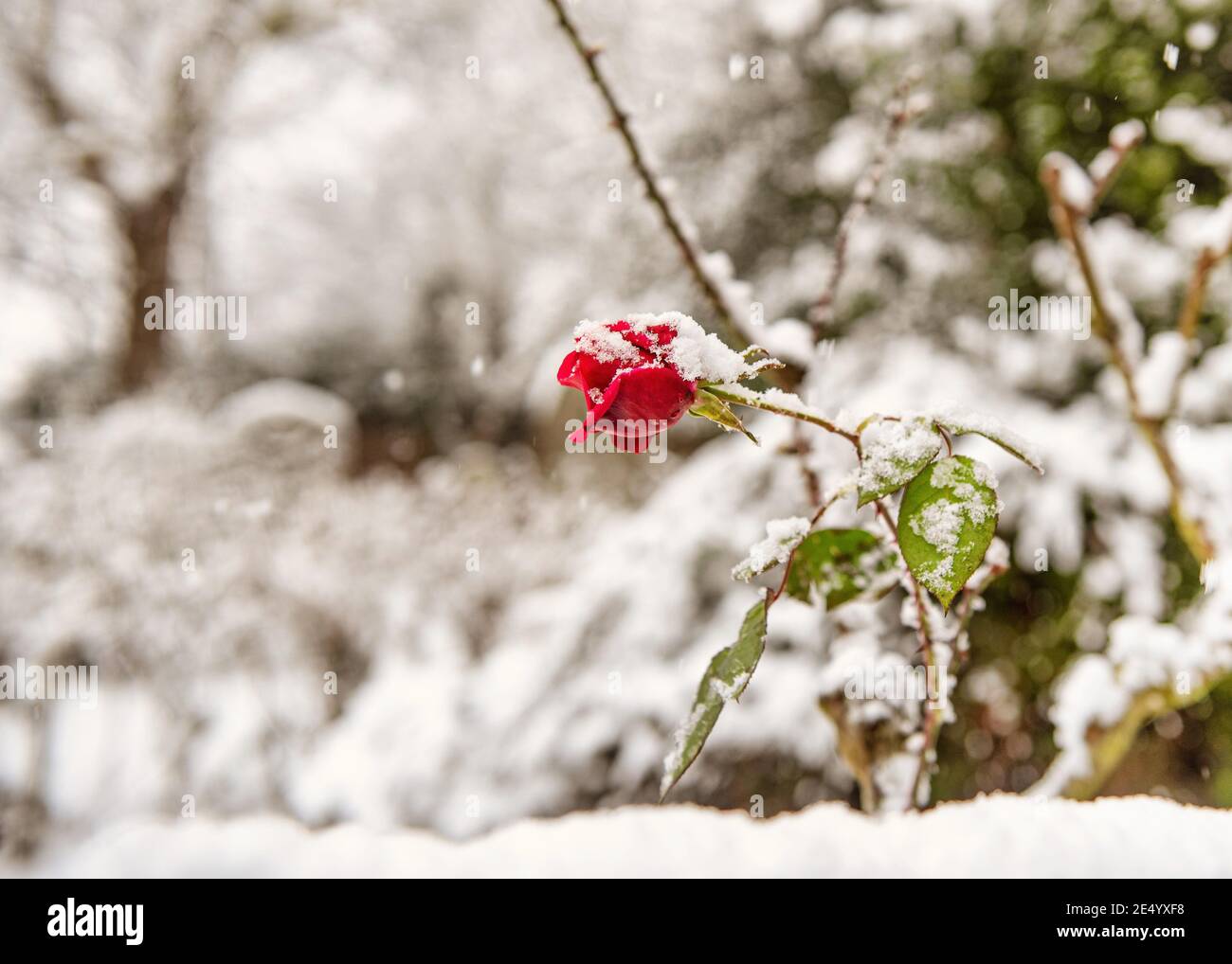 Red rose covered with snow in a frosty winter day, Harrow on the Hill, England Stock Photo