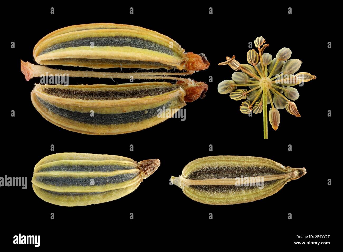 Foeniculum vulgare, Fennel, Fenchel, close up, seeds (fruits), umbel Stock Photo