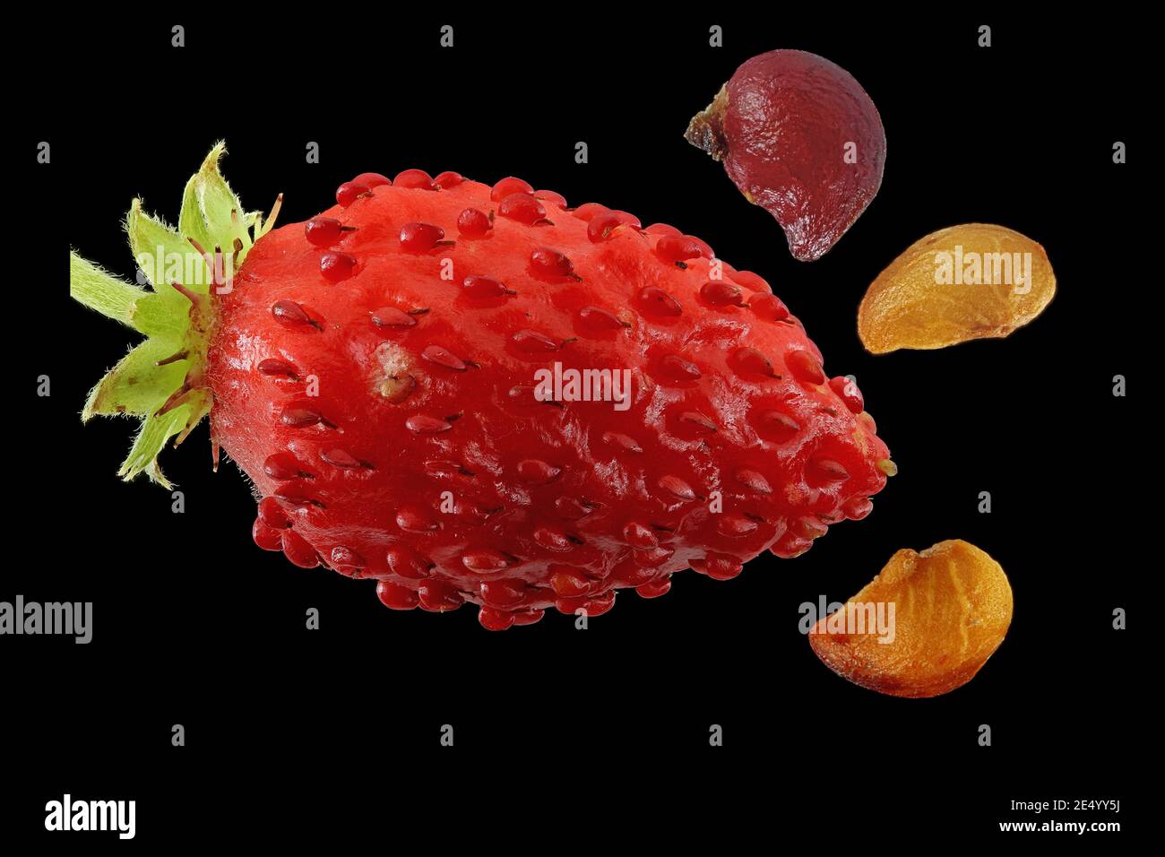 Fragaria vesca, Wild strawberry, Wald-Erdbeere, close up, fruit and seeds Stock Photo