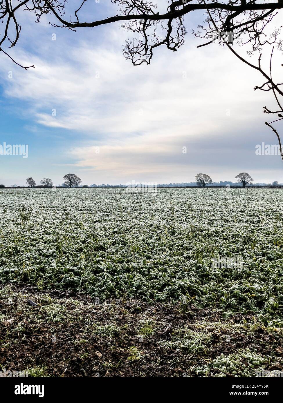 Frost on leaves of crop in winter Stock Photo