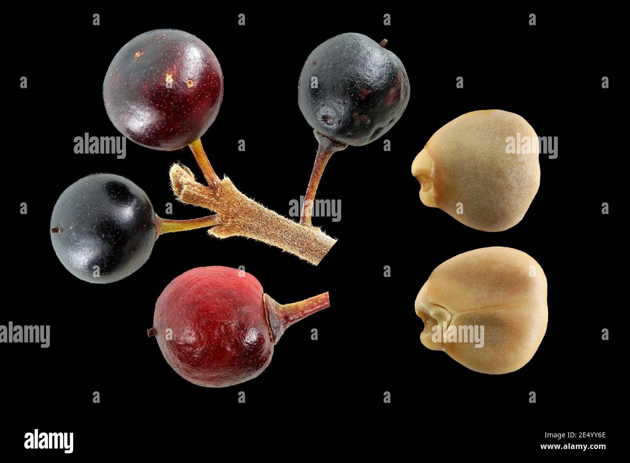 Frangula alnus, Alder buckthorn, Faulbaum, close up, fruits and seeds Stock Photo