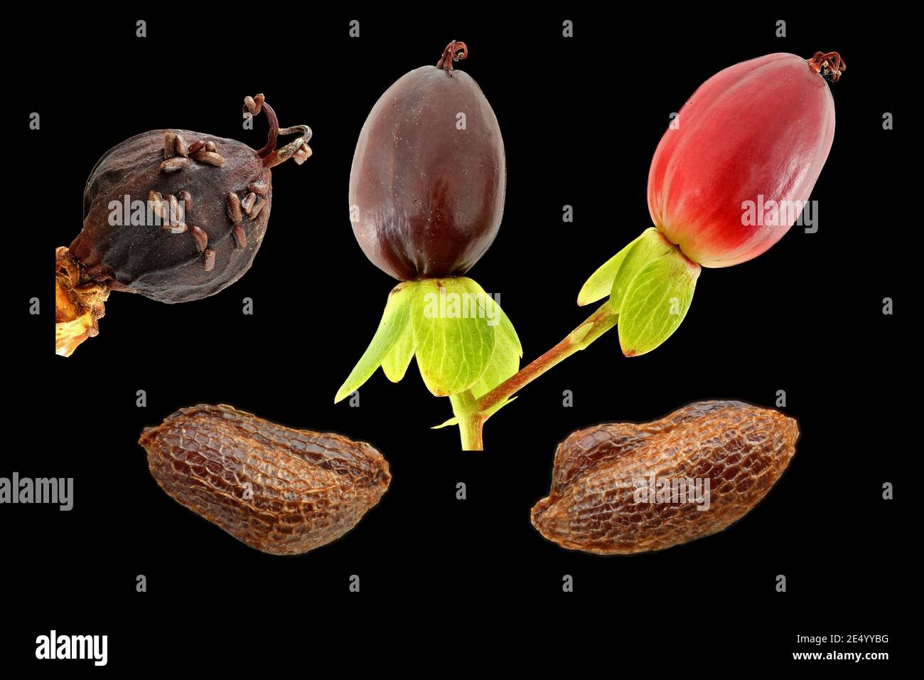Hypericum androsaemum, Tutsan, Blut-Johanniskraut, close up, fruits and seeds Stock Photo
