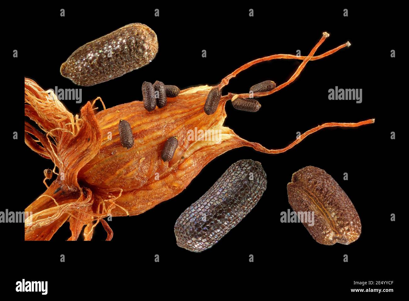 Hypericum perforatum, St John’s wort, Echtes Johanniskraut, close up, fruit and seeds Stock Photo