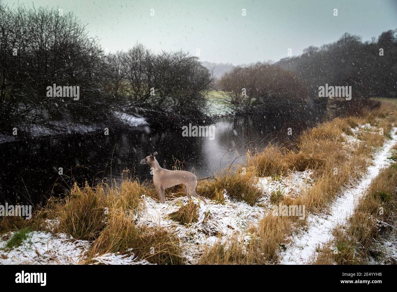 tree by the river at Ochiltree Stock Photo