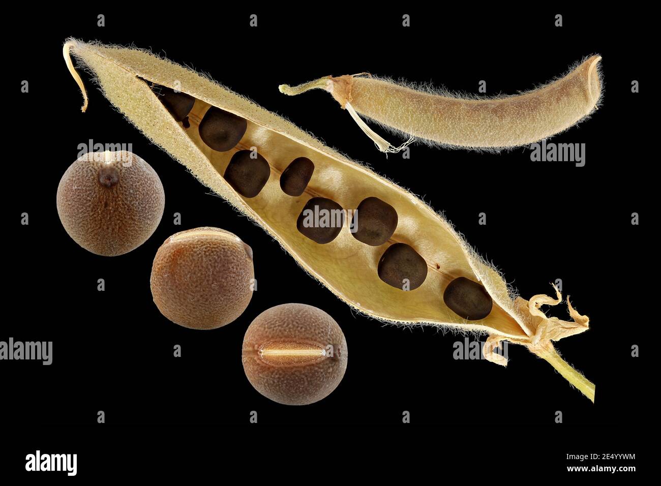 Lathyrus odoratus, Sweet pea, Duftende Platterbse, close up, fruits and seeds, seed pod Stock Photo