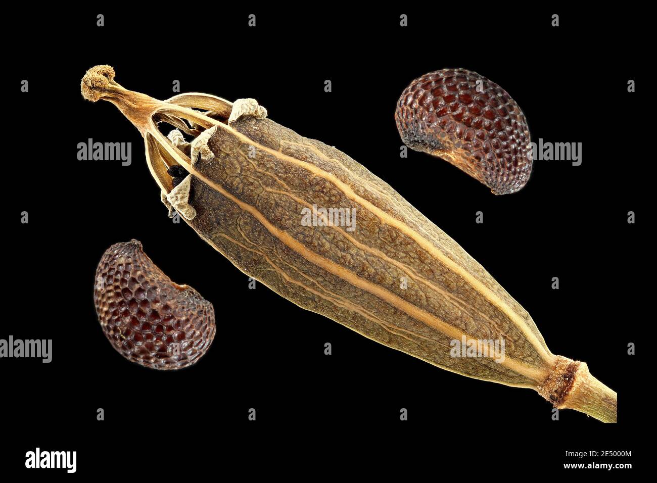 Meconopsis cambrica, Welsh poppy, Kambrischer Scheinmohn, close up, fruit, capsule, seeds Stock Photo
