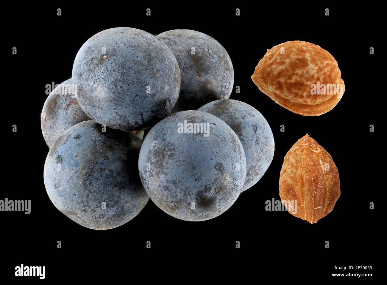 Are Blackthorn Berries Poisonous To Dogs