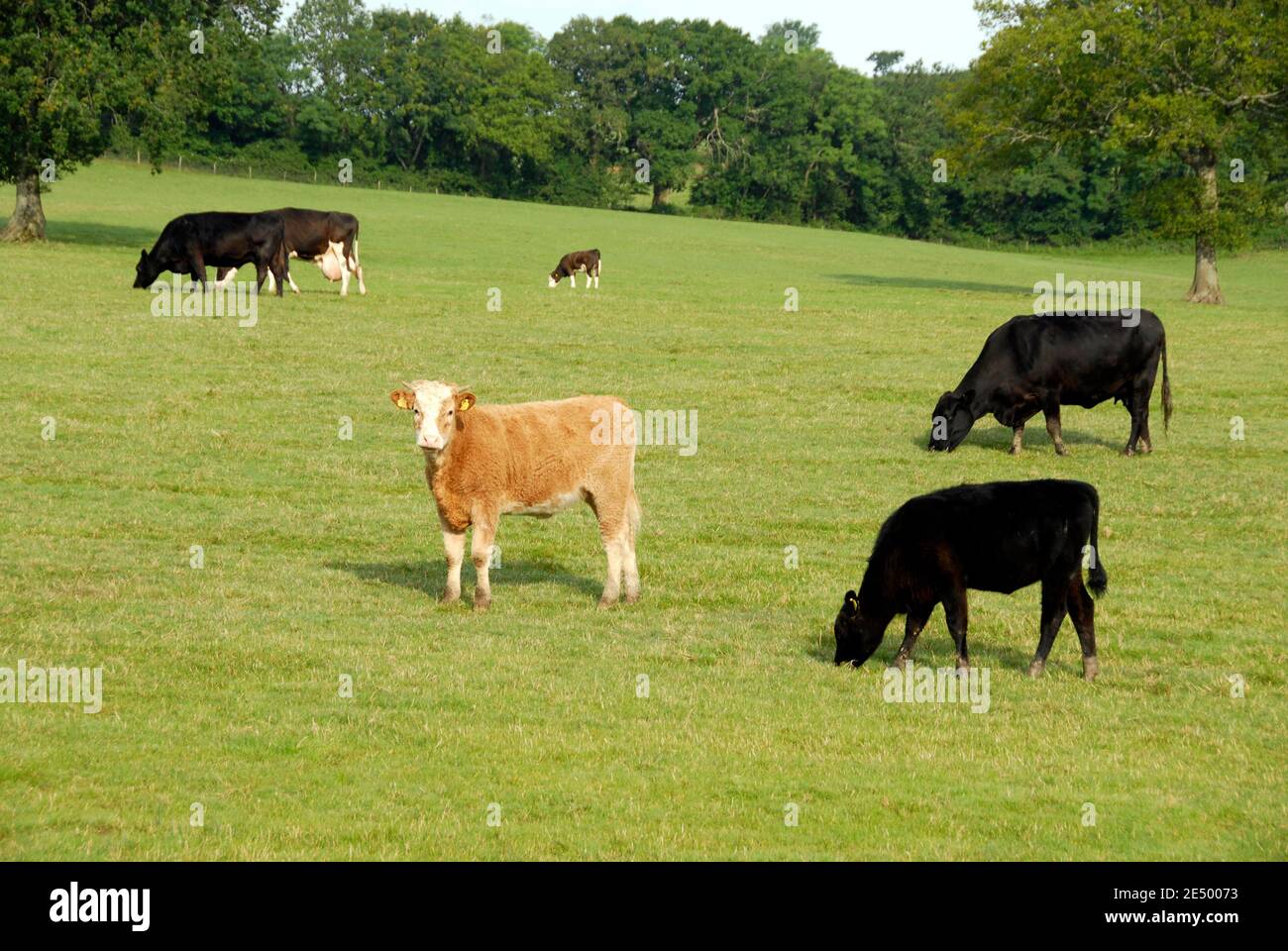 Cows grazing in a field, England Stock Photo