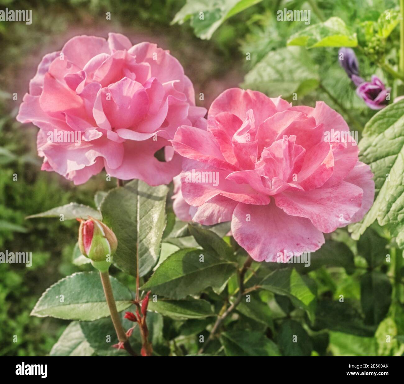 Two charming rose garden roses bloomed at sunny summer day Stock Photo