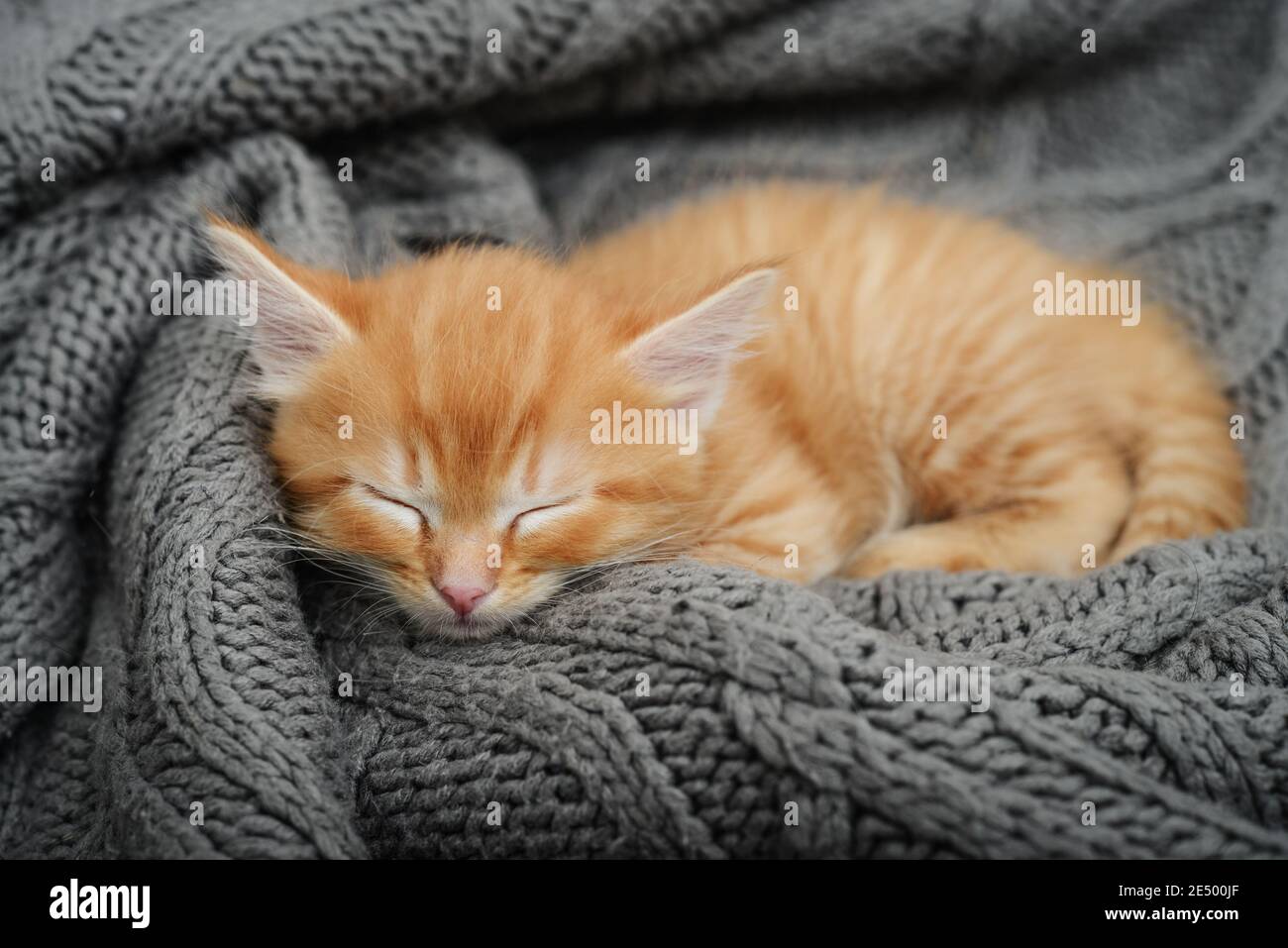 Cute little ginger kitten is sleeping in soft blanket on sofa at home ...