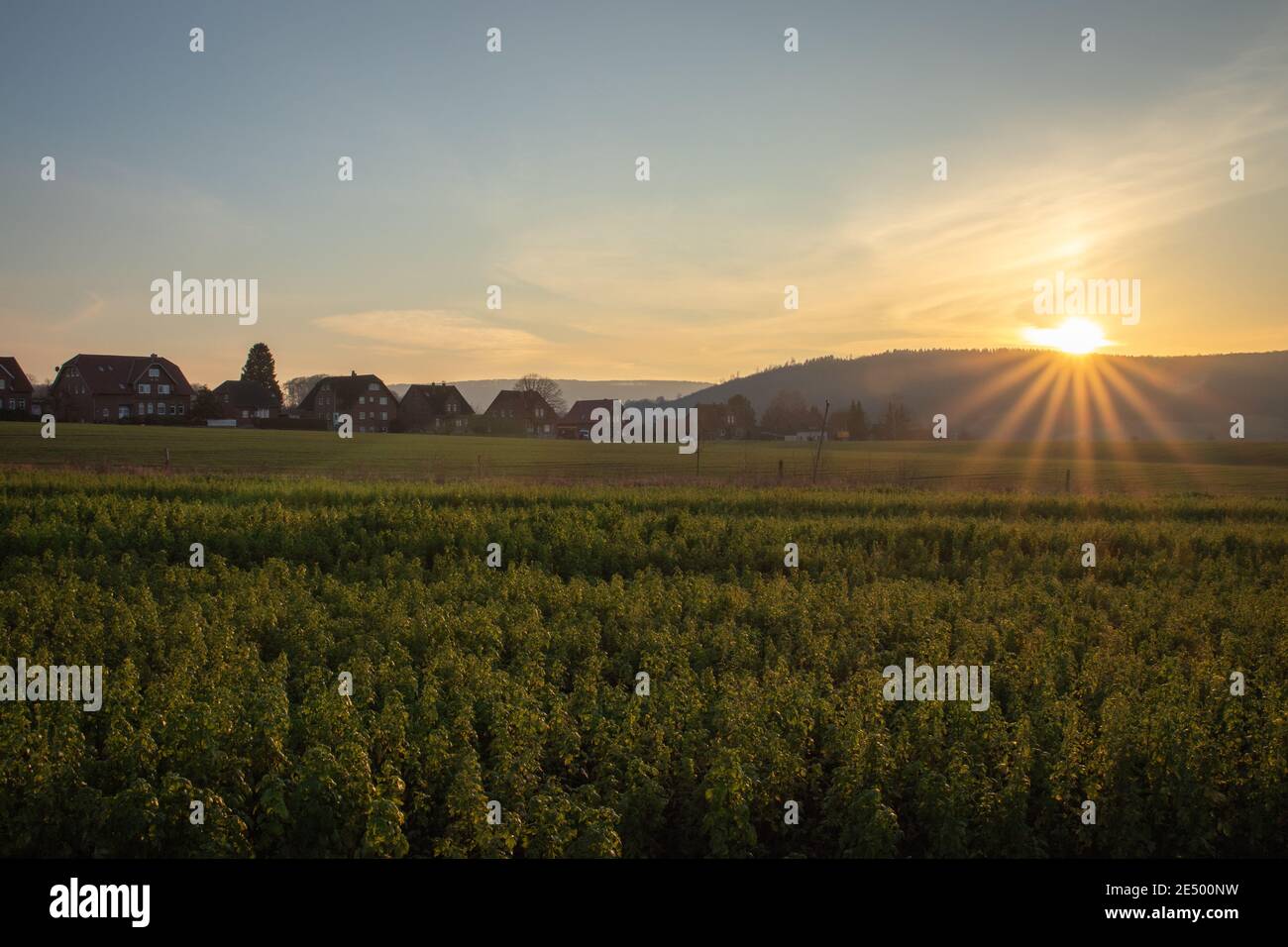 sunset in the field, view from ground, frontlight Stock Photo