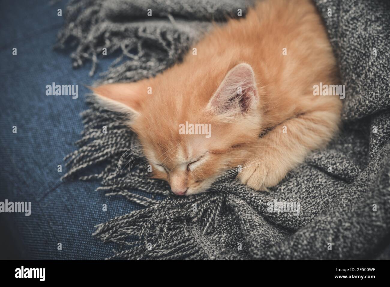 Cute little ginger kitten is sleeping in soft blanket on sofa at home ...
