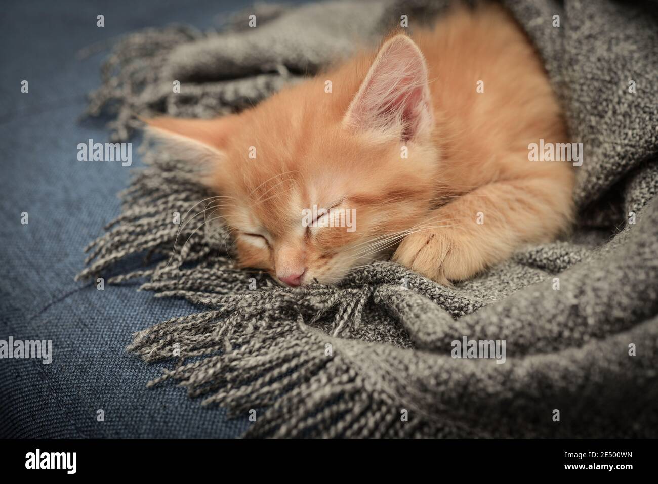 Cute little ginger kitten is sleeping in soft blanket on sofa at home ...