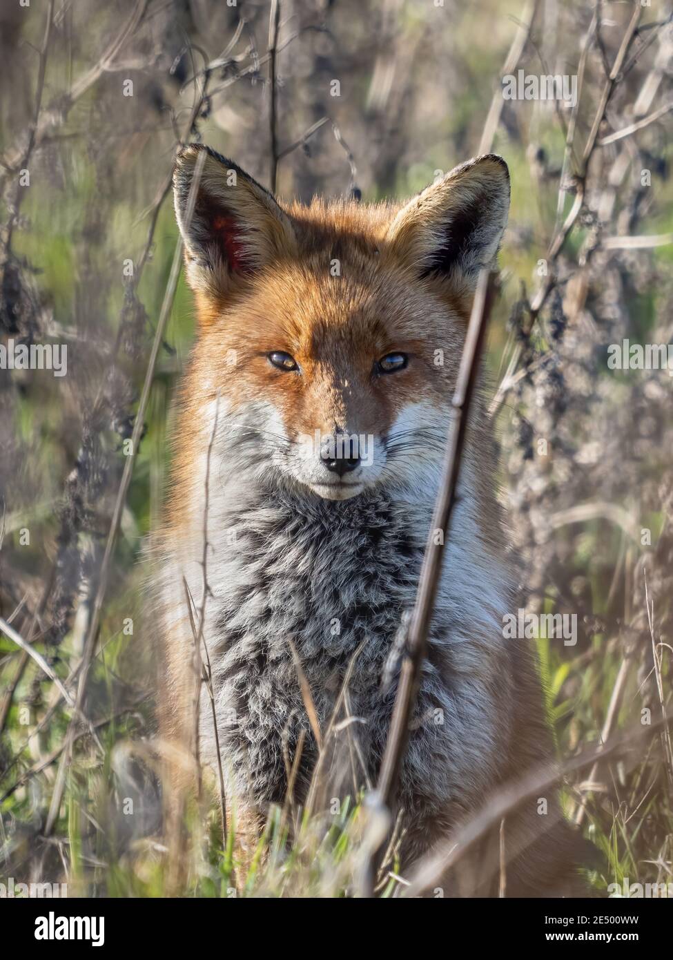 A red fox (Vulpes vulpes) in the Beddington Farmlands nature reserve in Sutton, London. Stock Photo