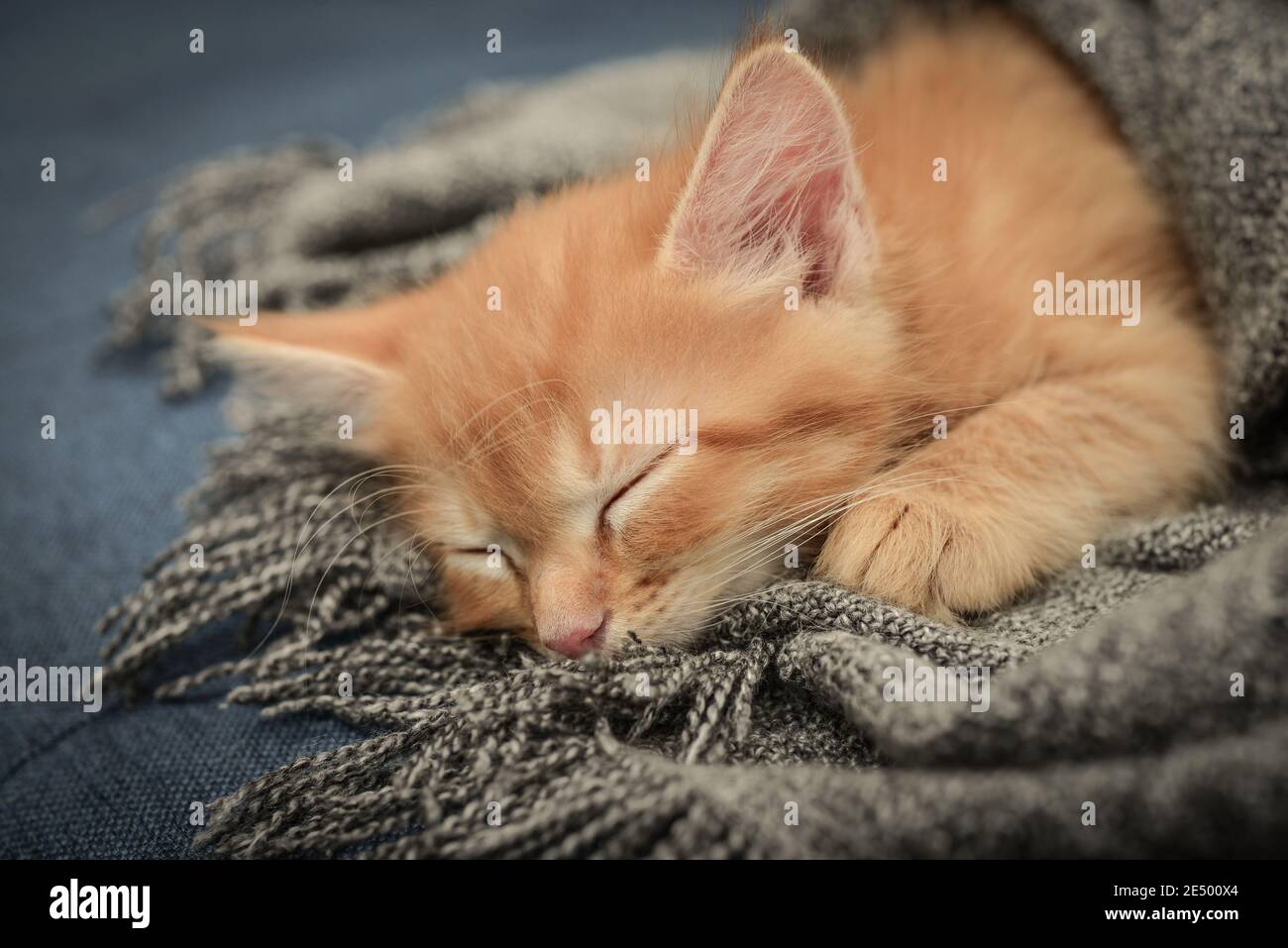 Cute little ginger kitten is sleeping in soft blanket on sofa at home ...