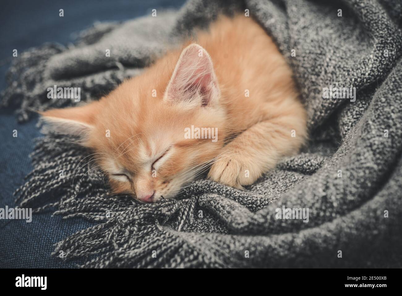 Cute little ginger kitten is sleeping in soft blanket on sofa at home ...