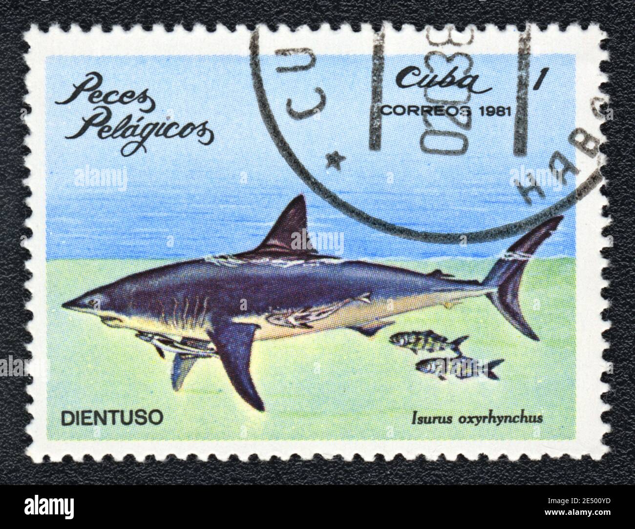 Stamp printed in Cuba shows a Shortfin mako shark (Isurus oxyrinchus),  series, circa 1981 Stock Photo