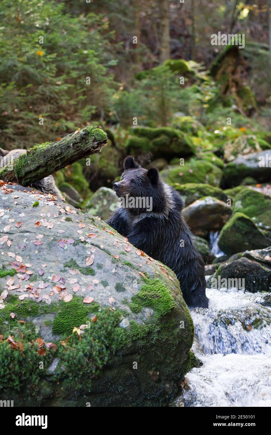 Braunbaer, Ursus arctos, brown bear Stock Photo