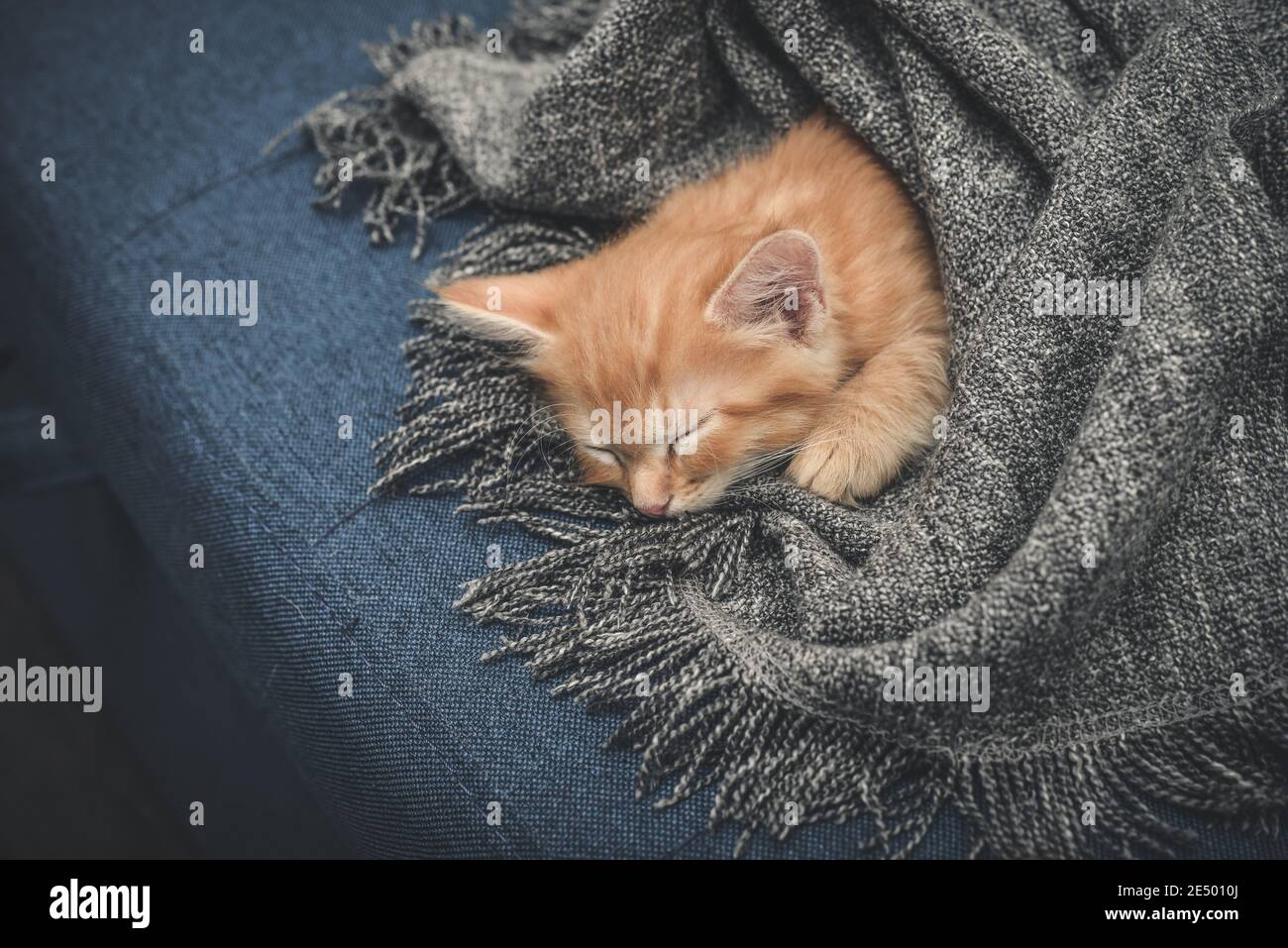 Cute little ginger kitten is sleeping in soft blanket on sofa at home ...