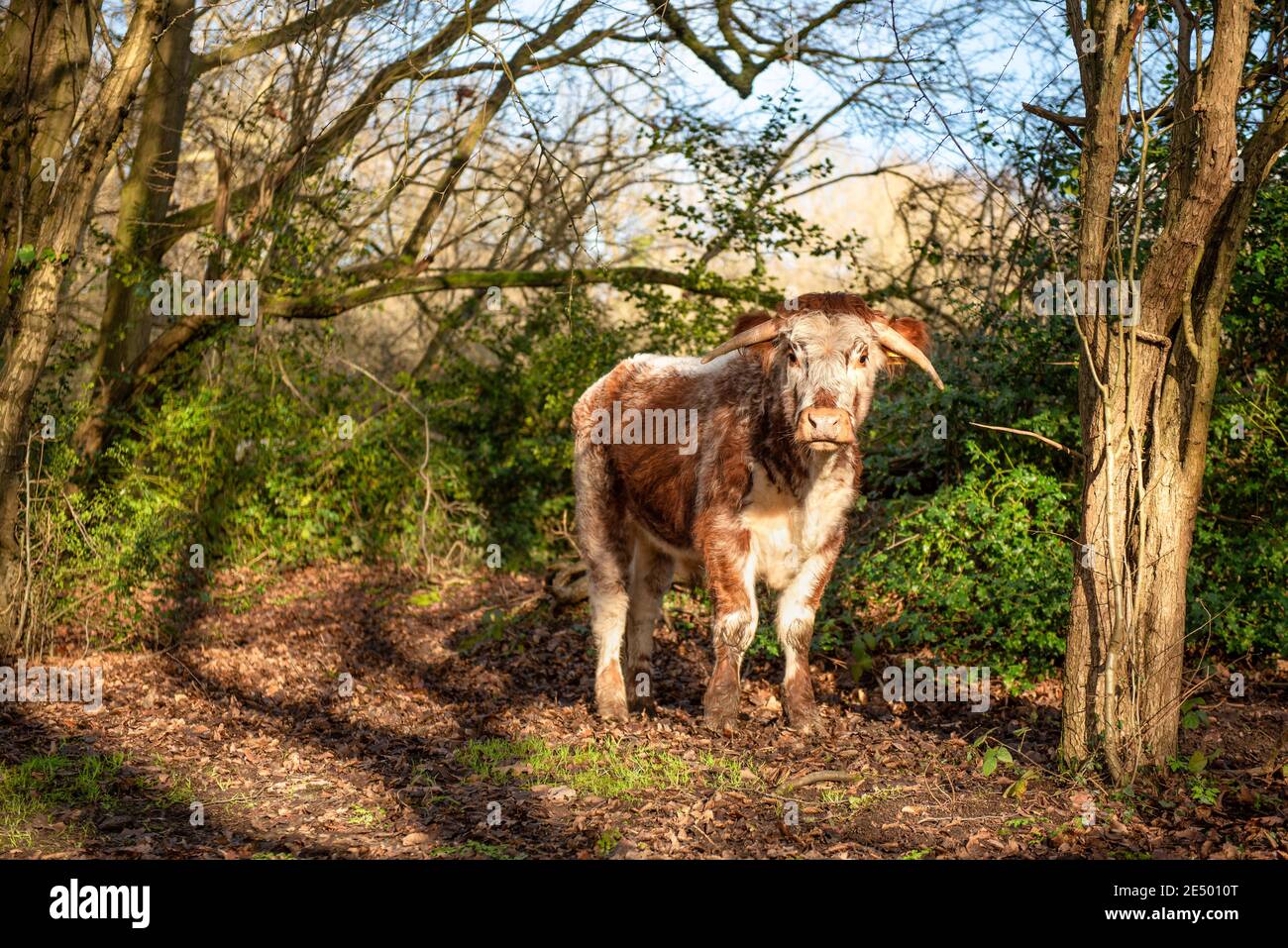 Young bull int the woods of Bentley Priory Nature Reserve, Stanmore, England Stock Photo