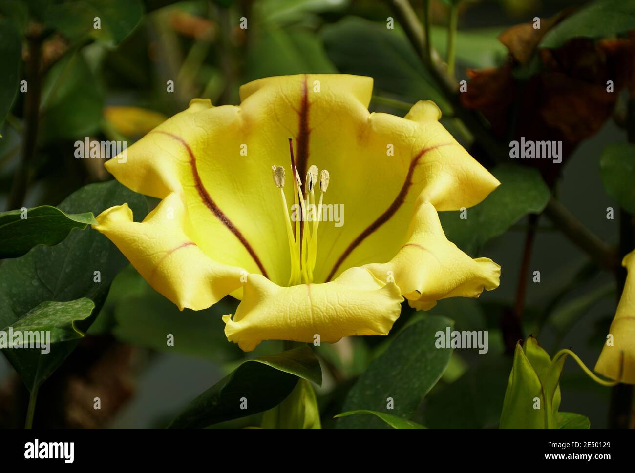 A yellow Chalice Vine flower at full bloom, also known as Hawaiian Lily