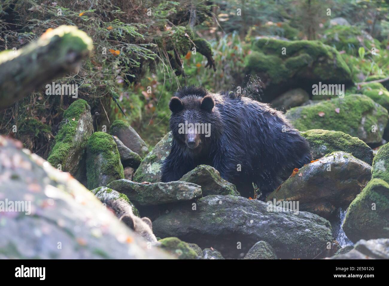 Braunbaer, Ursus arctos, brown bear Stock Photo