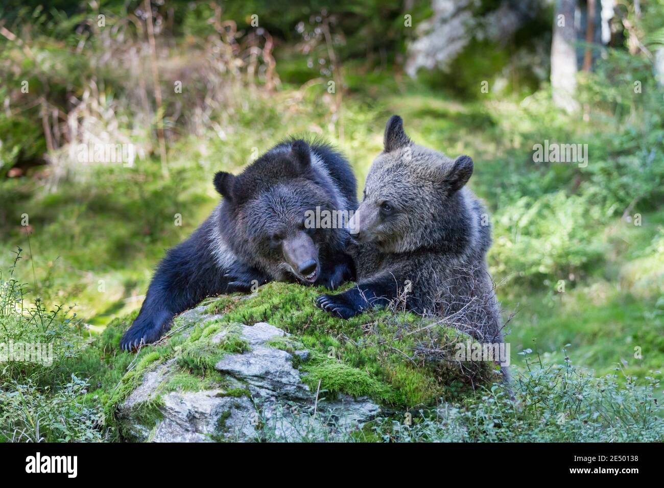 Braunbaer, Ursus arctos, brown bear Stock Photo