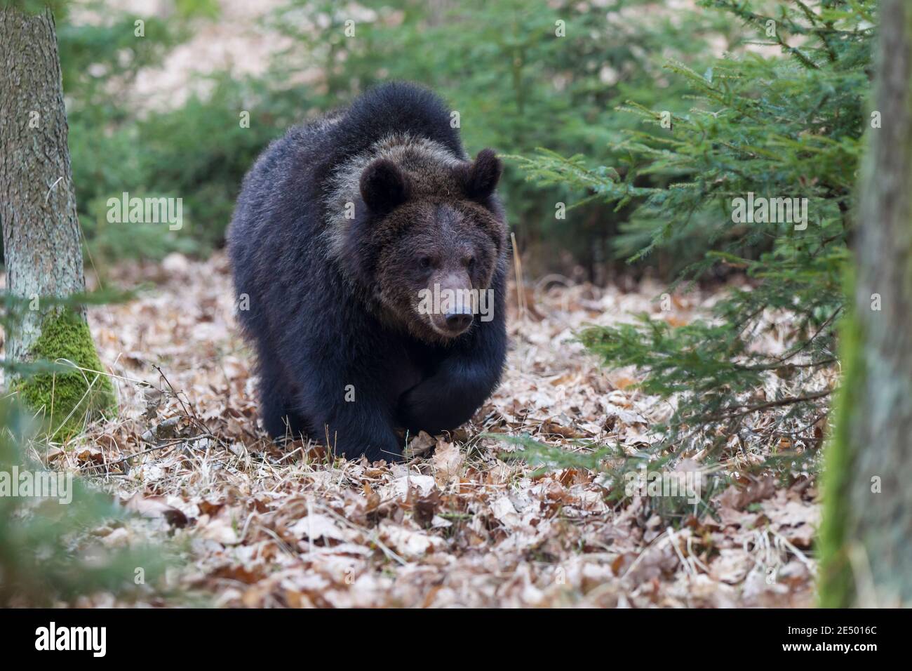 Braunbaer, Ursus arctos, brown bear Stock Photo