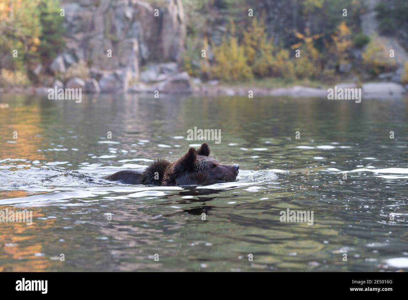 Braunbaer, Ursus arctos, brown bear Stock Photo