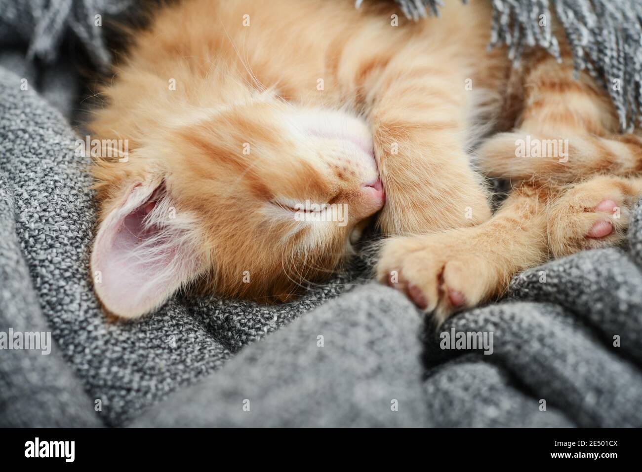Cute little ginger kitten is sleeping in soft blanket on sofa at home ...