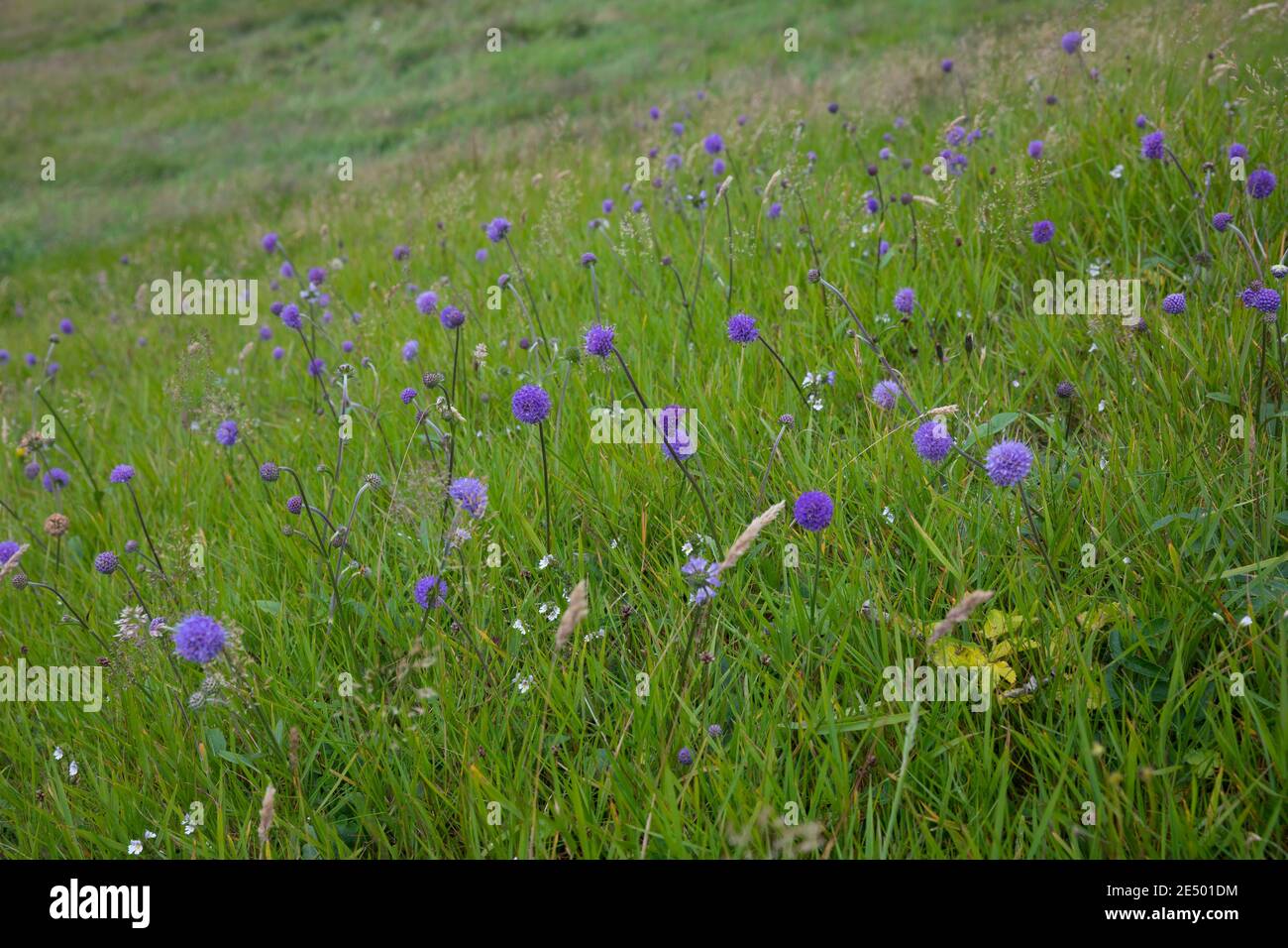 Skabiose High Resolution Stock Photography and Images - Alamy