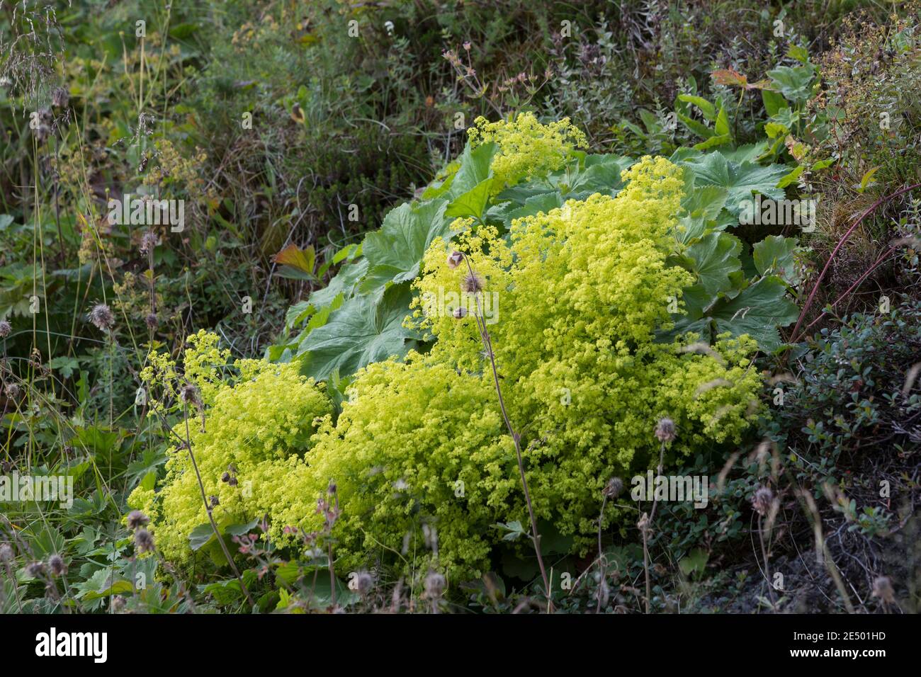 Weicher Frauenmantel, Großblättriger Frauenmantel, Frauenmantel, Alchemilla mollis, Alchemilla acutiloba var. mollis, garden lady's-mantle, lady's-man Stock Photo