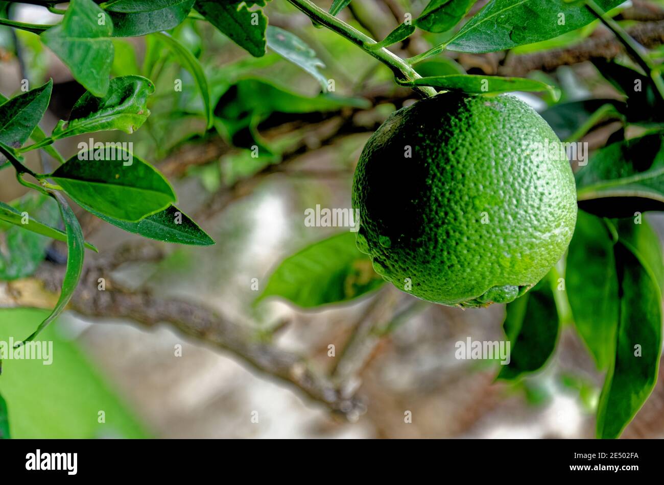 Unripe and Green Oranges hanging with a tree in a domestic farm Stock Photo Alamy