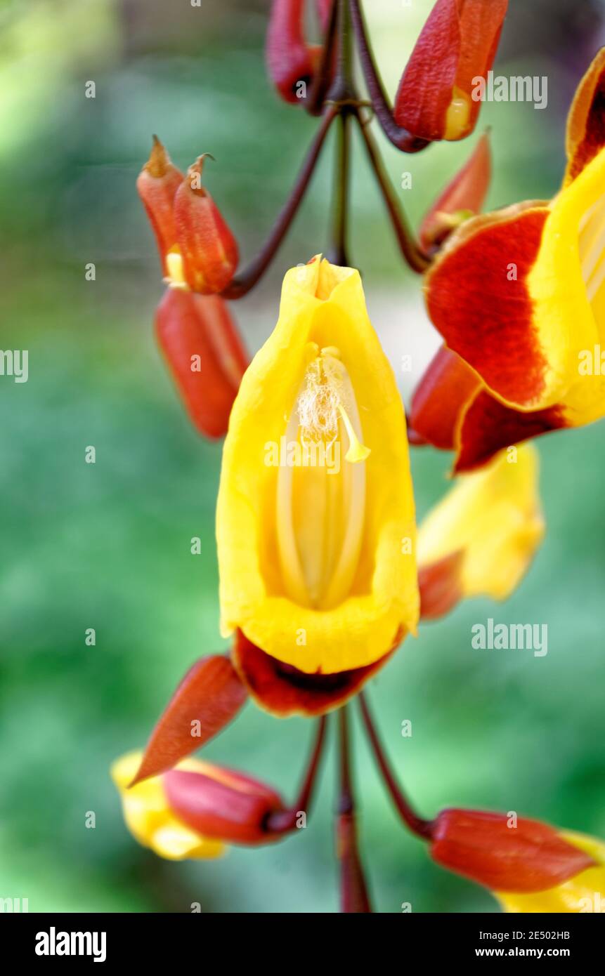 Clock Vine flowers Thunbergia Mysorensis Antigua, Guatemala Stock