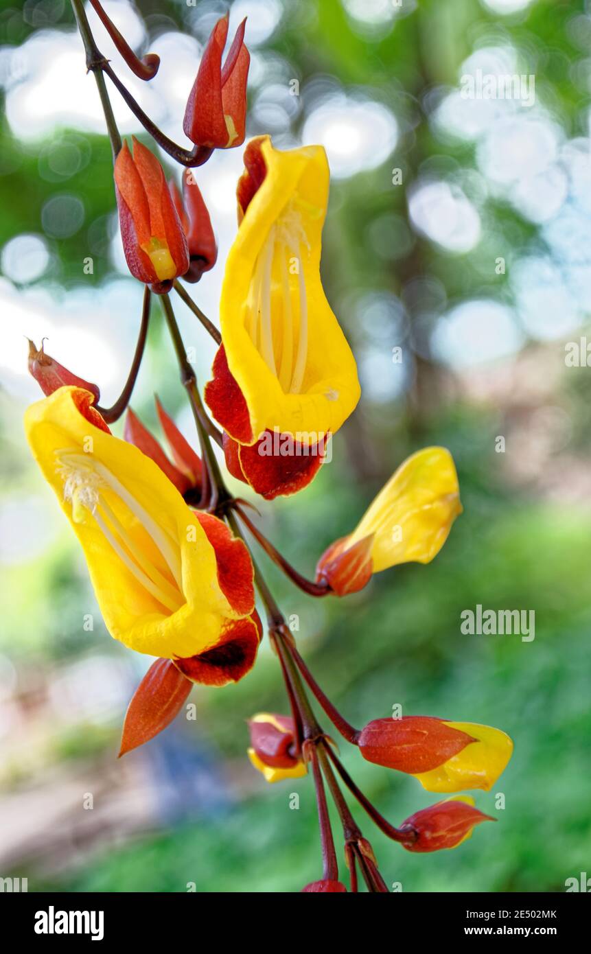 Clock Vine flowers - Thunbergia Mysorensis - Antigua, Guatemala Stock Photo