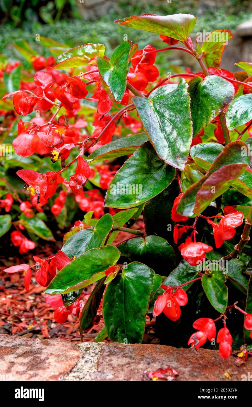 Beautiful begonia semperflorens (Wax begonia, Begonia conchita) flowers close up. Red petals and leaves and yellow pistils. Natural organic background Stock Photo