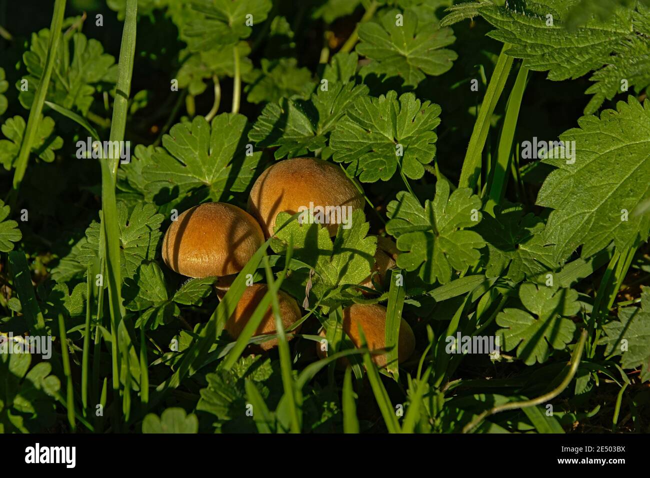 Bolete mushroom in between green leafs and grass on the forest floor Stock Photo