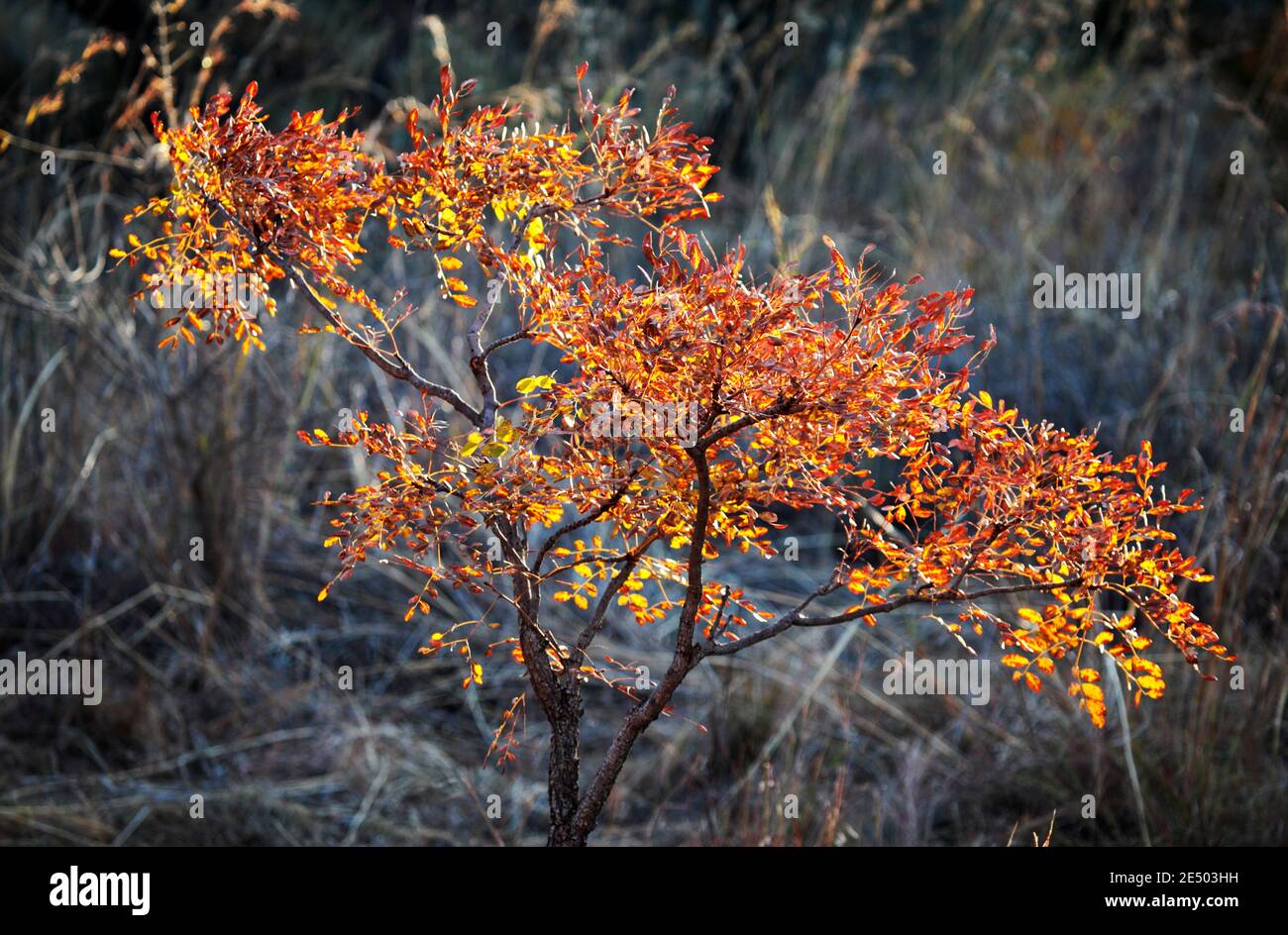 Wild Syringa (Burkea africana) tree, Mabula, Limpopo, South Africa Stock Photo