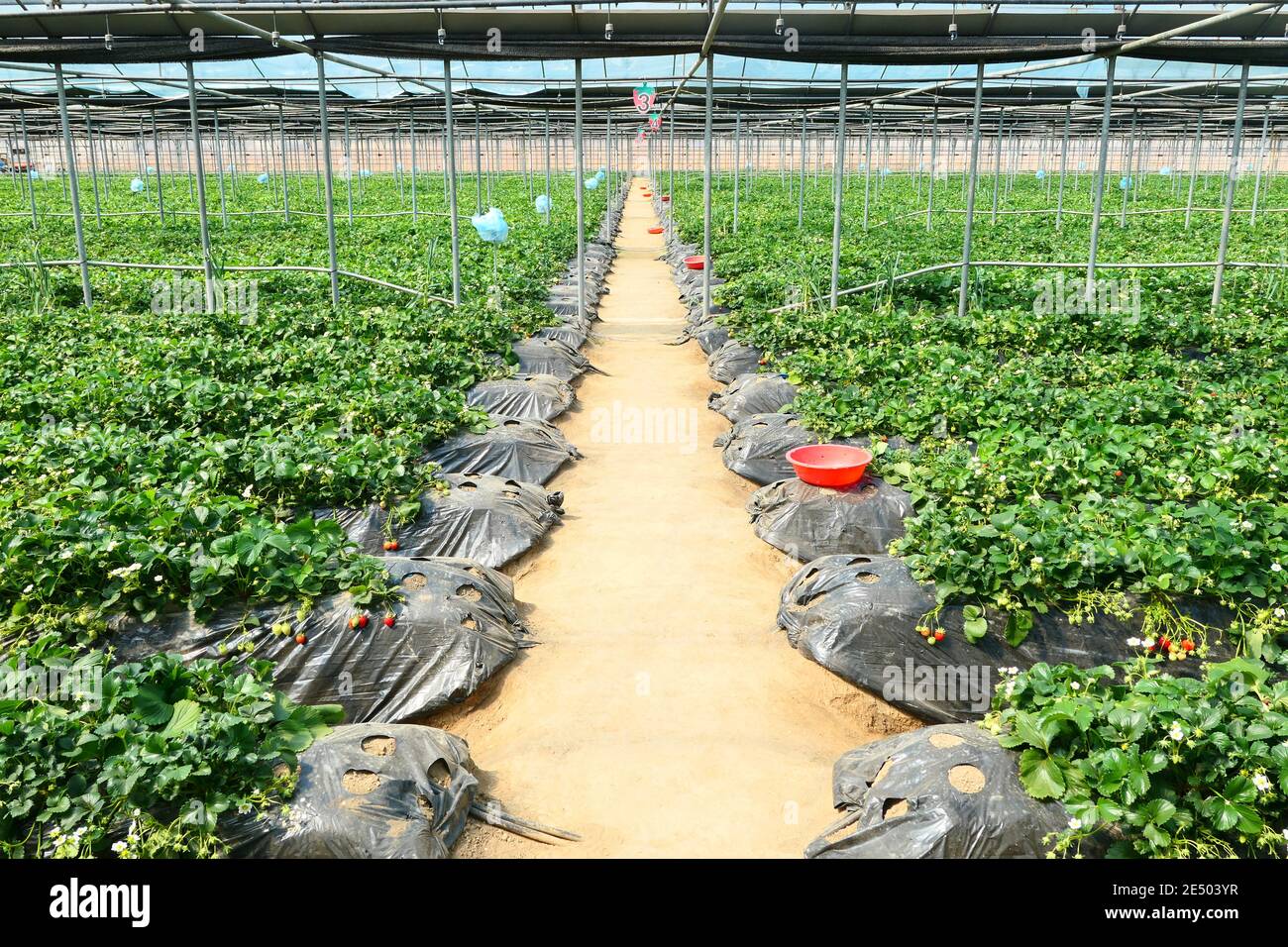 Korean strawberry farm for strawberry picking Stock Photo Alamy