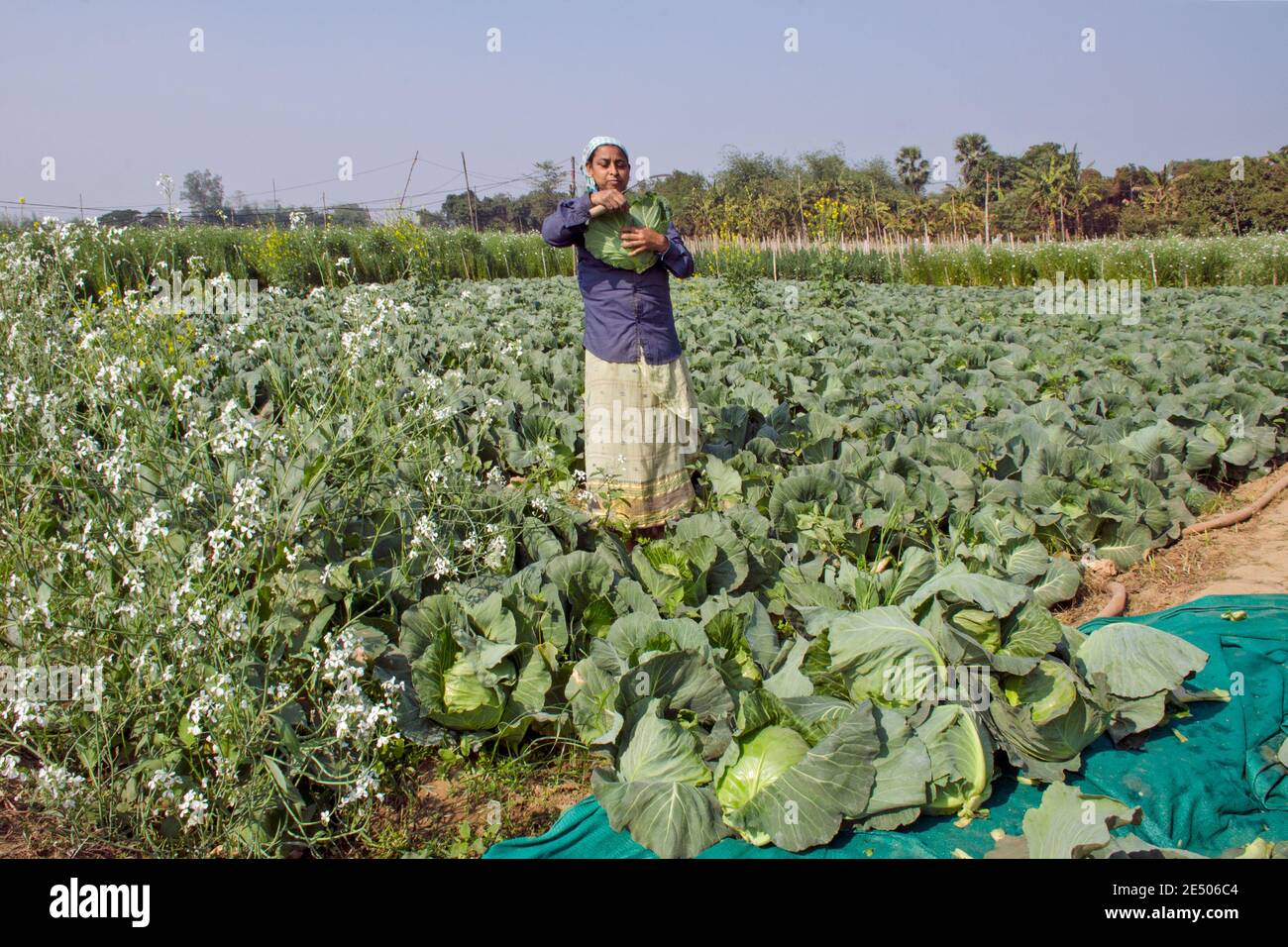 cabbage farming at rural west bengal india Stock Photo