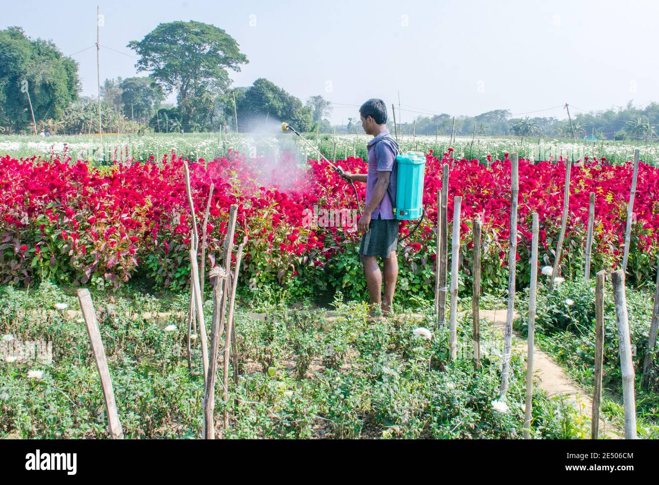 Picture of a flower field of rural Nadia. The farmer is spraying pesticide from sprayer in his flower field. Stock Photo
