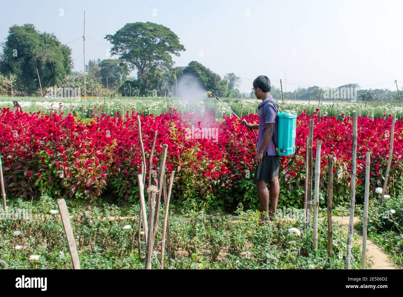 Picture of a flower field of rural Nadia. The farmer is spraying pesticide from sprayer in his flower field. Stock Photo
