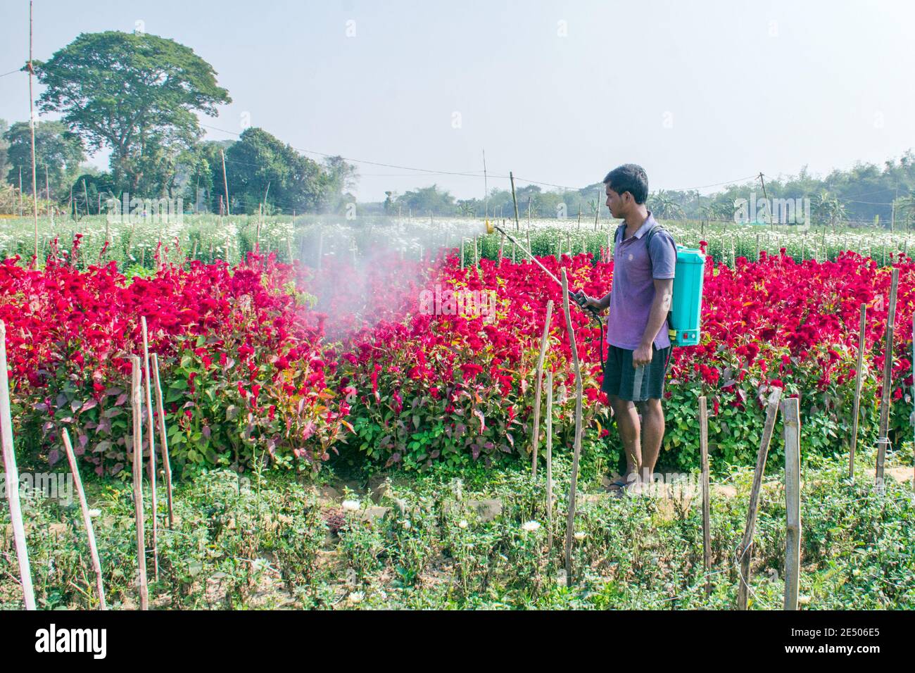 Picture of a flower field of rural Nadia. The farmer is spraying pesticide from sprayer in his flower field. Stock Photo