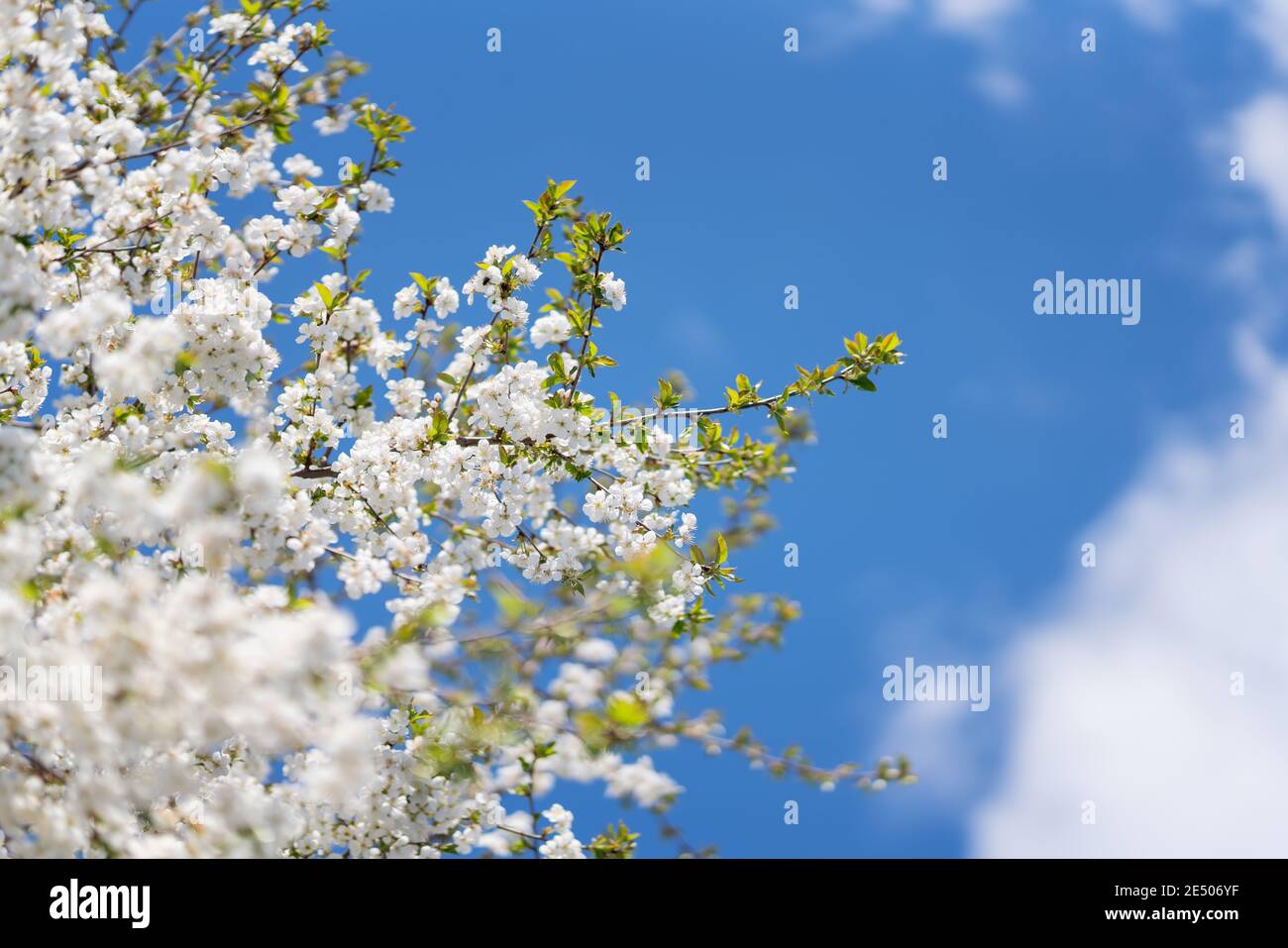 apricot tree branch at flowering time Stock Photo