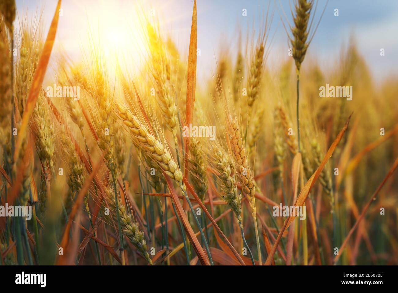 Gold wheat field and blue sky Stock Photo