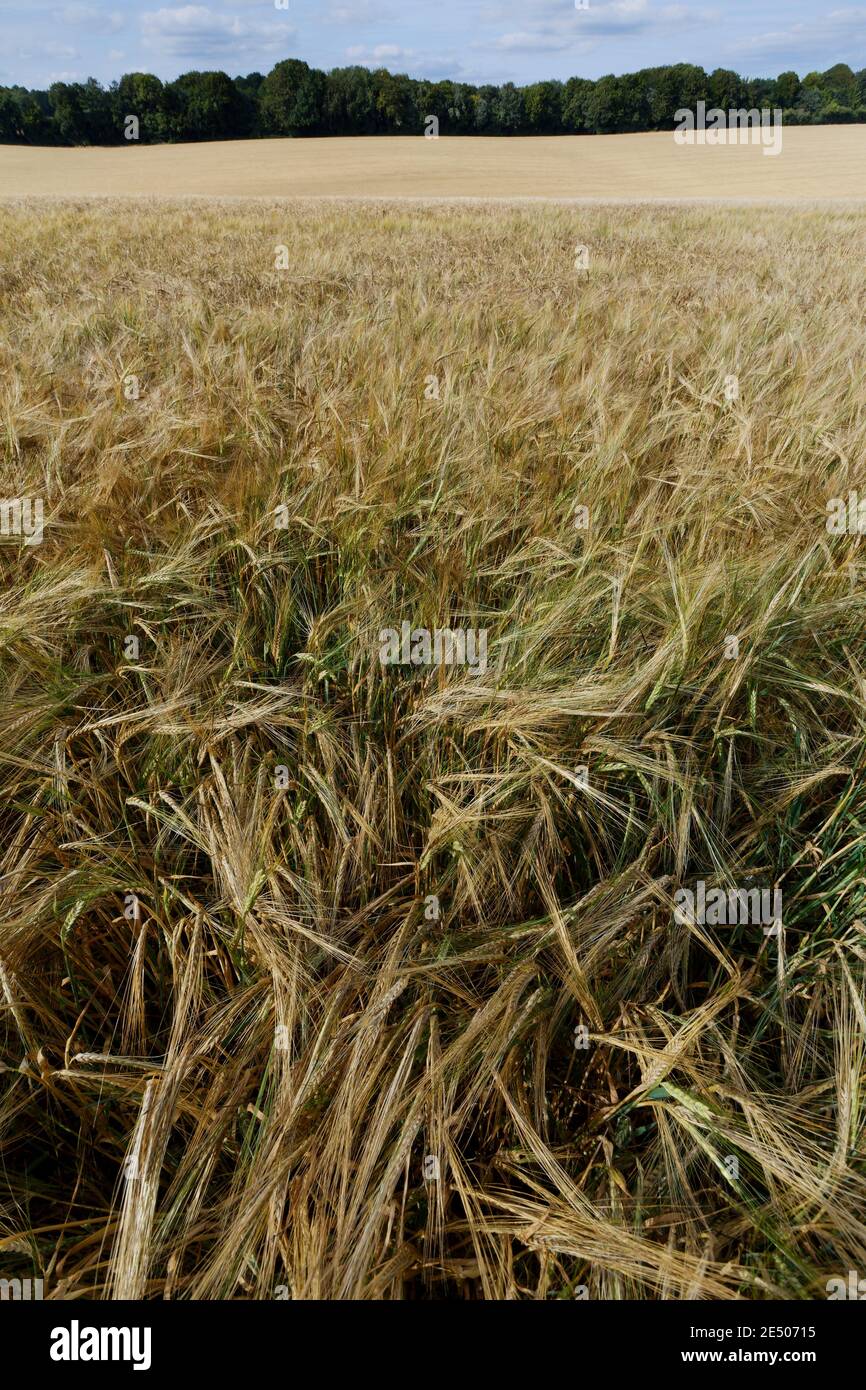 Close up of a golden wheat field in the summer in Wiltshire England Stock Photo