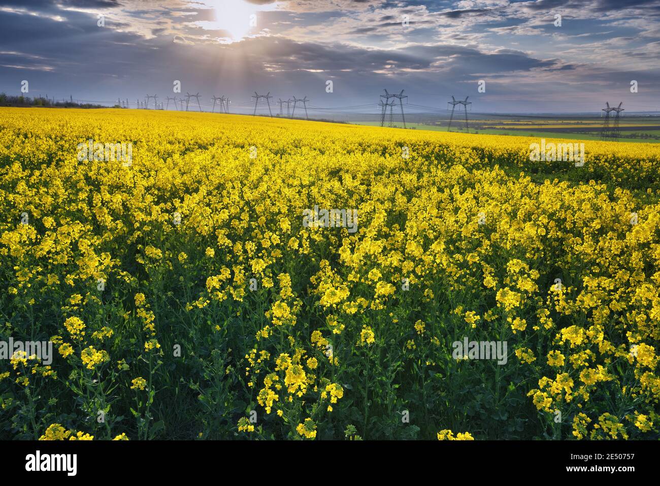 Yellow field of flowering rape and blue sky with clouds. Natural landscape background Stock Photo
