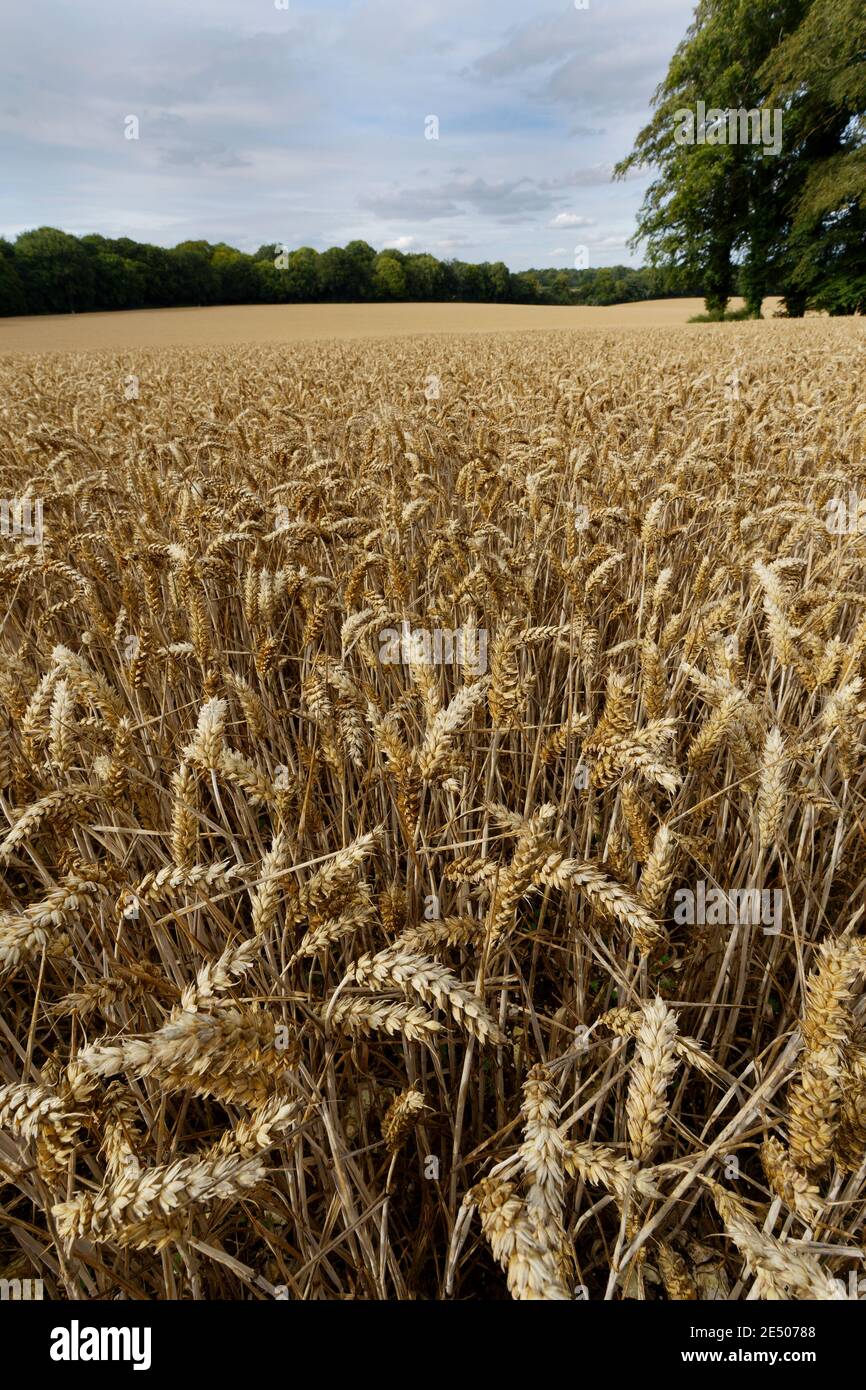 Golden wheat in a field in the summer in Wiltshire England Stock Photo